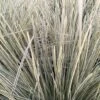 Lomandra White Sands -Fleurs & Plantes Soldes Boutique Lomandra White Sands 85740 1