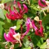 Chèvrefeuille Grimpant - Lonicera Periclymenum Fragrant Cloud® -Fleurs & Plantes Soldes Boutique Lonicera Fragrant Cloud 681453 1