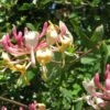 Chèvrefeuille, Lonicera Caprifolium -Fleurs & Plantes Soldes Boutique Lonicera caprifolium 771624 1