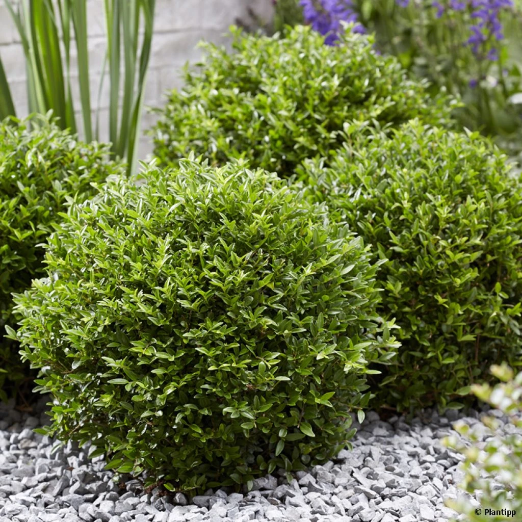 Lonicera Nitida Garden Clouds Green Breeze - Chèvrefeuille Arbustif 3 Lonicera Nitida Garden Clouds Green Breeze - Chèvrefeuille Arbustif
