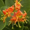 Chèvrefeuille - Lonicera X Heckrotii Firecracker® -Fleurs & Plantes Soldes Boutique Lonicera x heckrotii Firecracker 85668 1