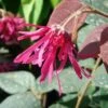 Loropetalum Chinense Fire Dance 1 Loropetalum Chinense Fire Dance -Fleurs & Plantes Soldes Boutique Loropetalum 7574 1