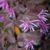 Loropetalum Chinense Pipa's Red -Fleurs & Plantes Soldes Boutique Loropetalum chinense Pipa s Red 83369 1