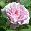 Rosier David Austin Mary Rose -Fleurs & Plantes Soldes Boutique MARY ROSE 657842 1
