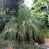 Macrozamia Moorei - Cycas De Moore -Fleurs & Plantes Soldes Boutique Macrozamia moorei 89916 1