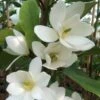 Magnolia Fairy White - Michelia Hybride 1 Magnolia Fairy White - Michelia Hybride -Fleurs & Plantes Soldes Boutique Magnolia Fairy White Michelia hybride blanc 79053 1