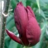 Magnolia Genie -Fleurs & Plantes Soldes Boutique Magnolia Genie 7499 1