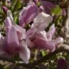 Magnolia George Henry Kern 1 Magnolia George Henry Kern -Fleurs & Plantes Soldes Boutique Magnolia George Henry Kern 84150 1