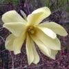 Magnolia Gold Star 2 Magnolia Gold Star -Fleurs & Plantes Soldes Boutique Magnolia Gold Star 781977 1