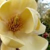 Magnolia Honey Tulip -Fleurs & Plantes Soldes Boutique Magnolia Honey Tulip 84164 1