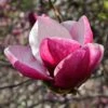 Magnolia March Till Frost 2 Magnolia March Till Frost -Fleurs & Plantes Soldes Boutique Magnolia March Till Frost copyright 1002691 1