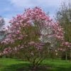 Magnolia Star Wars - Magnolia Campbellii (x) Liliiflora -Fleurs & Plantes Soldes Boutique Magnolia Star Wars 82210 1