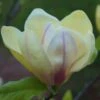 Magnolia Sunsation -Fleurs & Plantes Soldes Boutique Magnolia Sunsation 84151 1