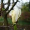 Magnolia Yellow Lantern -Fleurs & Plantes Soldes Boutique Magnolia Yellow Lantern copyright 18302 1