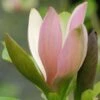 Magnolia Brooklynensis Eva Maria 2 Magnolia Brooklynensis Eva Maria -Fleurs & Plantes Soldes Boutique Magnolia brooklynensis Eva Maria 82335 1