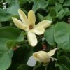 Magnolia Brooklynensis Yellow Bird -Fleurs & Plantes Soldes Boutique Magnolia brooklyniensisYellow Bird 84155 1