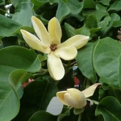 Magnolia Brooklynensis Yellow Bird