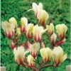 Magnolia Denudata Sunrise -Fleurs & Plantes Soldes Boutique Magnolia con Sunrise 16339 1