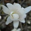 Magnolia Denudata Double Diamond - Magnolia Yulan 1 Magnolia Denudata Double Diamond - Magnolia Yulan -Fleurs & Plantes Soldes Boutique Magnolia denudata Double Diamond 781969 1