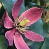Magnolia Figo Stellar Ruby -Fleurs & Plantes Soldes Boutique Magnolia figo Stellar Ruby IF 19038 1