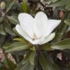 Magnolia Grandiflora Alta - -Fleurs & Plantes Soldes Boutique Magnolia grandiflora Alta 84161 1