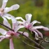 Magnolia Loebneri Merrill -Fleurs & Plantes Soldes Boutique Magnolia loebneri Merrill 84167 1