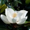 Magnolia Persistant D.d. Blanchard - Magnolias Grandiflora 1 Magnolia Persistant D.d. Blanchard - Magnolias Grandiflora -Fleurs & Plantes Soldes Boutique Magnolia persistant Dd blanchard 85742 1