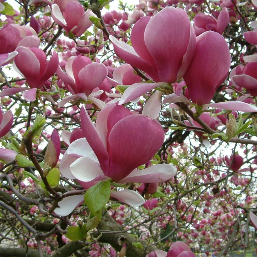 Magnolia Soulangeana Rustica Rubra 3 Magnolia Soulangeana Rustica Rubra