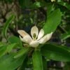 Magnolia Virginiana Glauca - Magnolia De Virginie 2 Magnolia Virginiana Glauca - Magnolia De Virginie -Fleurs & Plantes Soldes Boutique Magnolia virginiana Glauca 84172 1