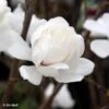 Magnolia Loebneri Wildcat 1 Magnolia Loebneri Wildcat -Fleurs & Plantes Soldes Boutique Magnolia x loebneri Wildcat 87397 1