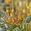 Mahonia Volcano -Fleurs & Plantes Soldes Boutique Mahonia Volcano copyright 16583 1