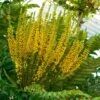 Mahonia Bealei -Fleurs & Plantes Soldes Boutique Mahonia bealei 89656 1