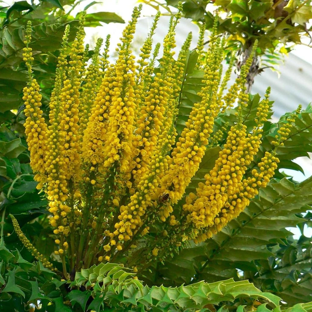 Mahonia Bealei 3 Mahonia Bealei