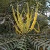 Mahonia Oiwakensis Subsp. Lomariifolia -Fleurs & Plantes Soldes Boutique Mahonia oiwakensis subsp lomariifolia 87143 1