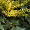 Mahonia (x) Wagneri Fireflame