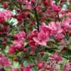 Pommier D'ornement - Malus Liset -Fleurs & Plantes Soldes Boutique Malus Liset 100153 1
