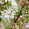 Pommier D'ornement - Malus Sugar Tyme -Fleurs & Plantes Soldes Boutique Malus Sugar Tyme copyright 1007311 1