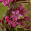 Pommier D'ornement - Malus Coccinella Courtarou -Fleurs & Plantes Soldes Boutique Malus coccinella 9570 1