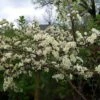 Pommier D'ornement - Malus Toringo Tina -Fleurs & Plantes Soldes Boutique Malus toringo Tina 841771 1