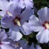 Hibiscus Syriacus Azurii - Althéa -Fleurs & Plantes Soldes Boutique Mauve en arbre Hibiscus syriacus Azurii copyright 10064011 1