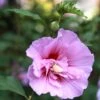 Hibiscus Syriacus Purple Pillar - Althéa 1 Hibiscus Syriacus Purple Pillar - Althéa -Fleurs & Plantes Soldes Boutique Mauve en arbre Hibiscus syriacus Purple Pillar copyright 1002541 1