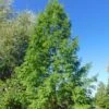 Metasequoia Glyptostroboides 2 Metasequoia Glyptostroboides -Fleurs & Plantes Soldes Boutique Metasequoia glyptostroboides 84180 1
