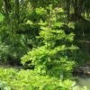 Metasequoia Glyptostroboides Chubby -Fleurs & Plantes Soldes Boutique Metasequoia glyptostroboides Chubby 100737 1