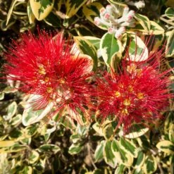 Metrosideros Excelsa Aureomarginata Ou M. Kermadecensis Variegata - Arbre De Noël De Nouvelle-Zélande