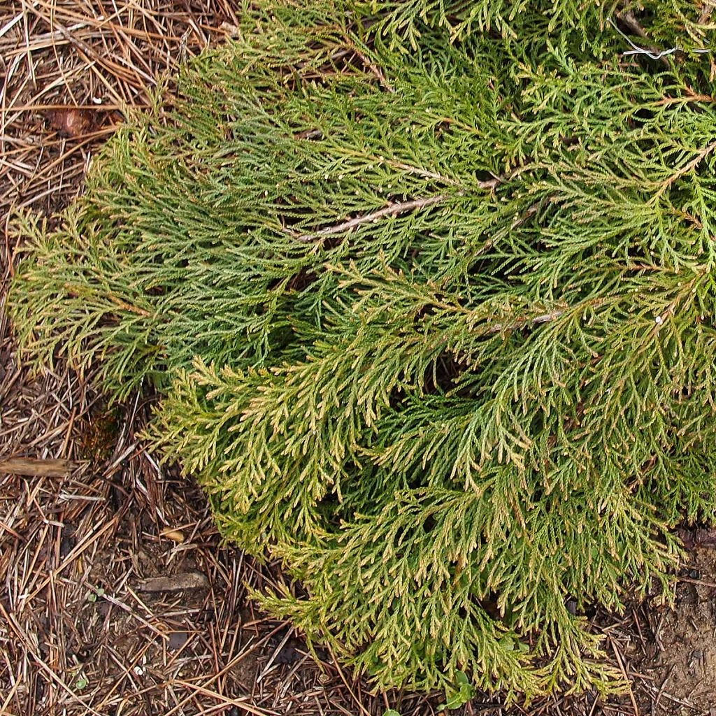 Cyprès De Sibérie - Microbiota Decussata Fuzzball 3 Cyprès De Sibérie - Microbiota Decussata Fuzzball