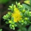 Millepertuis - Hypericum Kalmianum Cobalt-n-Gold -Fleurs & Plantes Soldes Boutique Millepertuis Hypericum kalmianum Cobalt n Gold LD 1006682 1