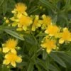 Millepertuis - Hypericum Kalmianum Sunny Boulevard -Fleurs & Plantes Soldes Boutique Millepertuis Hypericum kalmianum Sunny Boulevard IF 1006691 1