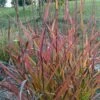 Miscanthus Sinensis Purple Fall® - Eulalie, Roseau De Chine 2 Miscanthus Sinensis Purple Fall® - Eulalie, Roseau De Chine -Fleurs & Plantes Soldes Boutique Miscanthus sinensis Purple Fall 87981 1
