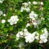 Myrtus Luma - Myrte Du Chili -Fleurs & Plantes Soldes Boutique Myrtus luma 82214 1