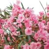 Laurier Rose - Nerium Oleander 2 Laurier Rose - Nerium Oleander -Fleurs & Plantes Soldes Boutique Nerium oleander pot de 3L 83379 1